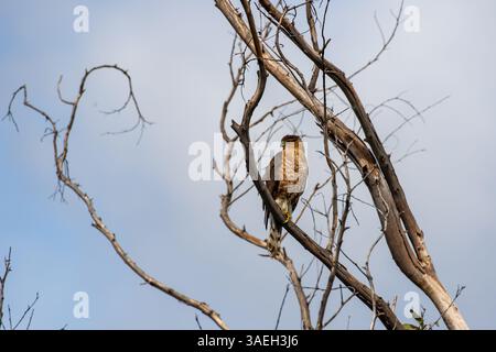 Faucon aux épaules rouges. Buteo lineatus . Perché dans un arbre dans le comté d'Orange Californie du Sud , Etats-Unis Banque D'Images