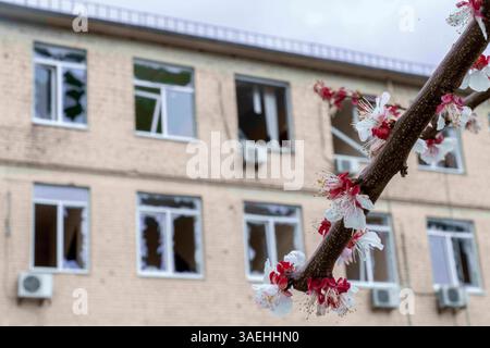 Kiev, ville de Kiev, Ukraine. 6 avril 2025. L'abricot fleurit avec les conséquences d'un tir de missile russe sur la capitale ukrainienne Kiev en arrière-plan. (Crédit image : © Andreas Stroh/ZUMA Press Wire) USAGE ÉDITORIAL SEULEMENT ! Non destiné à UN USAGE commercial ! Banque D'Images