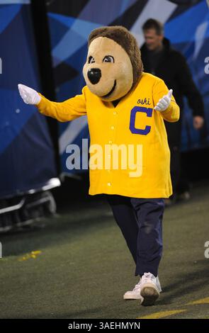 28 décembre 2011 : Oski, la mascotte de Cal, lors du match de football Bridgepoint Education Holiday Bowl entre les Golden Bears de Cal et les Texas Longhorns au Qualcom Stadium de San Diego, CA(crédit image : © John Green/Cal Sport Media/ZUMAPRESS.com) Banque D'Images