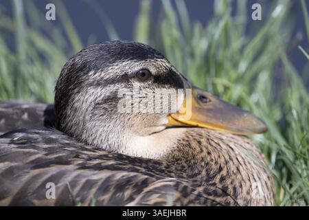 Gros plan d'un canard couché dans l'herbe au bord d'un lac, Mallard (Anas platyrhynchos), Groede, Zélande, pays-Bas Banque D'Images