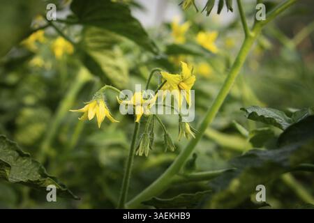 Fleurs de tomate jaune vives prêtes à fleurir Banque D'Images