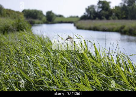 Eau avec des roseaux verts luxuriants sur le rivage sous un ciel bleu, Groede, Zélande, pays-Bas Banque D'Images
