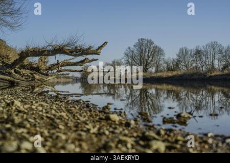 Les branches se reflètent dans les eaux tranquilles sur les rives d'une rivière, la forêt riveraine sur l'arc-en-ciel du Danube, Bogen, basse-Bavière Banque D'Images