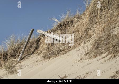 Vestiges d'une clôture en bois altérée dépassant d'une dune de sable recouverte d'herbe sèche sous un ciel bleu clair Banque D'Images