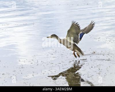 Canard sauvage volant sous l'eau Banque D'Images
