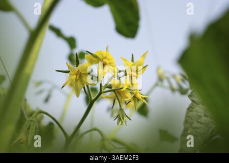 Fleurs de tomate jaune vives prêtes à fleurir Banque D'Images