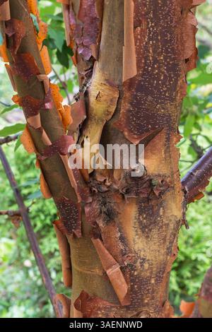 Gros plan de Acer griseum - tronc d'érable Paperbark en été. Banque D'Images