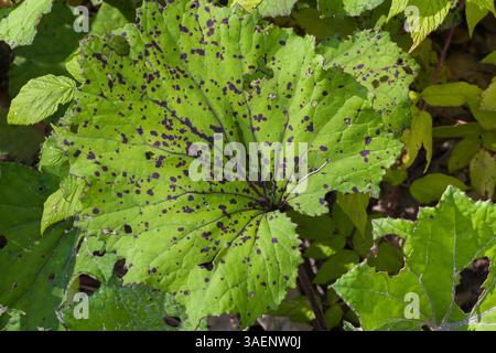 Rheum - feuille de rhubarbe avec maladie des taches noires et dommages causés par les insectes en été. Banque D'Images