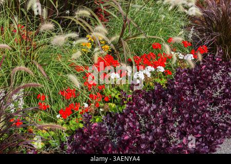 Alternanthera 'Purple Prince', Pelargonium rouge et blanc - Géranium, plantes d’ornement Pennisteum en bordure en automne. Banque D'Images