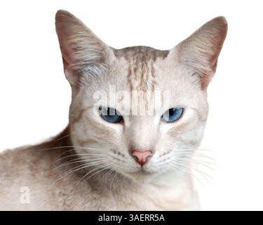 Portrait d'un beau chat aux yeux bleus Banque D'Images