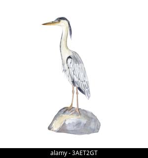 Oiseau d'eau héron gris debout sur une illustration aquarelle en pierre isolé sur blanc. Style d'esquisse clip art dessiné à la main parfait pour les cartes, les affiches Banque D'Images