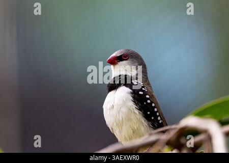Joli finch firetail diamant adulte perché sur la branche Banque D'Images