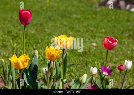Des tulipes de différentes couleurs et formes poussent dans le jardin. Banque D'Images