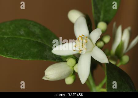 Fleur de mandarine blanche en gros plan Banque D'Images