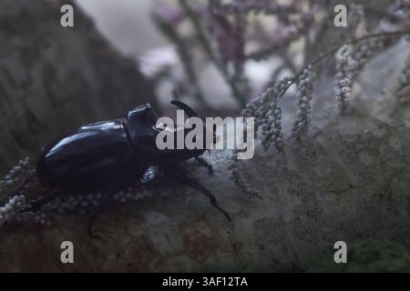 Gros plan d'un coléoptère du rhinocéros sur l'écorce de bouleau, entouré de fleurs de lavande douces en basse lumière, créant une ambiance de forêt mystérieuse. Banque D'Images