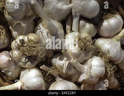 23 juin 2001 ; Oakley, CA, États-Unis ; ail rouge polonais vendu par Katie Granberg de Rose Lane Farms à Oakley, en Californie, en vente au marché agricole d'Orinda samedi 23 juin 2001. Banque D'Images