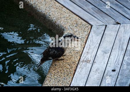 Oiseaux Kookaburra à Cairns Australie nature Banque D'Images