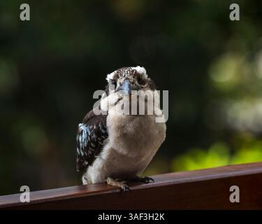 Oiseaux Kookaburra à Cairns Australie nature Banque D'Images