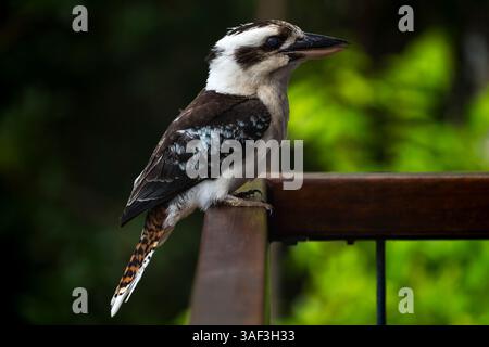 Oiseaux Kookaburra à Cairns Australie nature Banque D'Images