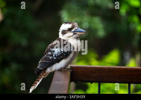 Oiseaux Kookaburra à Cairns Australie nature Banque D'Images