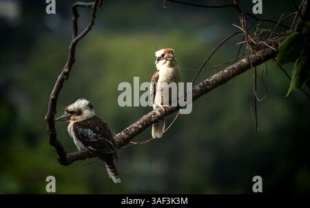 Oiseaux Kookaburra à Cairns Australie nature Banque D'Images