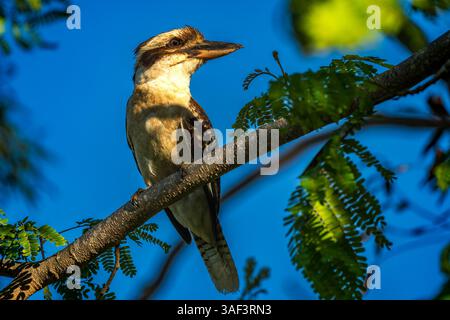 Oiseaux Kookaburra à Cairns Australie nature Banque D'Images