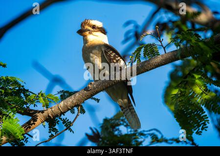 Oiseaux Kookaburra à Cairns Australie nature Banque D'Images