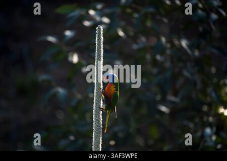 Explorer les vues à couper le souffle de K'gari Banque D'Images