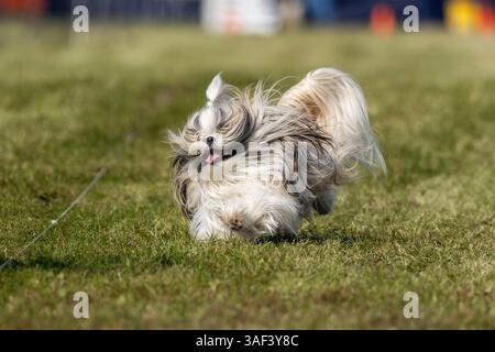 Shih Tzu Running Lure course Sprint Dog Sport Banque D'Images