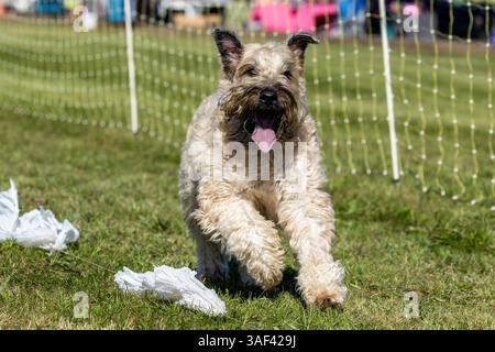 Terrier Wheaten Lure course de course à pied Sprint Dog Sport Banque D'Images