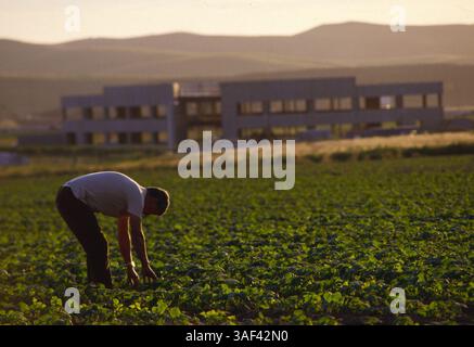 19 avril 2005 ; Orange County, CA, États-Unis ; (fichier photo date exacte inconnue) toutes les phases de la production et de la culture des fraises, des oranges, de la cueillette et du tri, travailleurs dans le comté d'Orange. Banque D'Images