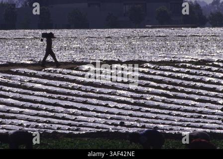 19 avril 2005 ; Orange County, CA, États-Unis ; (fichier photo date exacte inconnue) toutes les phases de la production et de la culture des fraises, des oranges, de la cueillette et du tri, travailleurs dans le comté d'Orange. Banque D'Images