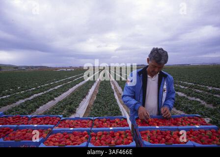 19 avril 2005 ; Orange County, CA, États-Unis ; (fichier photo date exacte inconnue) toutes les phases de la production et de la culture des fraises, des oranges, de la cueillette et du tri, travailleurs dans le comté d'Orange. Banque D'Images