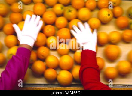 19 avril 2005 ; Orange County, CA, États-Unis ; (fichier photo date exacte inconnue) toutes les phases de la production et de la culture des fraises, des oranges, de la cueillette et du tri, travailleurs dans le comté d'Orange. Banque D'Images