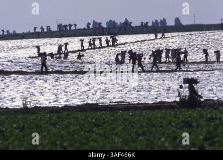 19 avril 2005 ; Orange County, CA, États-Unis ; (fichier photo date exacte inconnue) toutes les phases de la production et de la culture des fraises, des oranges, de la cueillette et du tri, travailleurs dans le comté d'Orange. Banque D'Images