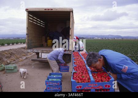 19 avril 2005 ; Orange County, CA, États-Unis ; (fichier photo date exacte inconnue) toutes les phases de la production et de la culture des fraises, des oranges, de la cueillette et du tri, travailleurs dans le comté d'Orange. Banque D'Images
