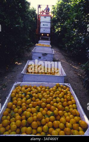 19 avril 2005 ; Orange County, CA, États-Unis ; (fichier photo date exacte inconnue) toutes les phases de la production et de la culture des fraises, des oranges, de la cueillette et du tri, travailleurs dans le comté d'Orange. Banque D'Images