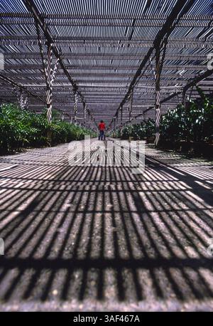 19 avril 2005 ; Orange County, CA, États-Unis ; (fichier photo date exacte inconnue) toutes les phases de la production et de la culture des fraises, des oranges, de la cueillette et du tri, travailleurs dans le comté d'Orange. Banque D'Images