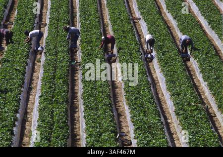 19 avril 2005 ; Orange County, CA, États-Unis ; (fichier photo date exacte inconnue) toutes les phases de la production et de la culture des fraises, des oranges, de la cueillette et du tri, travailleurs dans le comté d'Orange. Banque D'Images