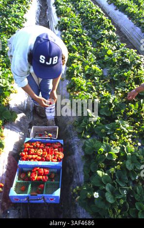 19 avril 2005 ; Orange County, CA, États-Unis ; (fichier photo date exacte inconnue) toutes les phases de la production et de la culture des fraises, des oranges, de la cueillette et du tri, travailleurs dans le comté d'Orange. Banque D'Images