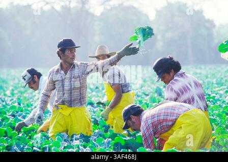 19 avril 2005 ; Orange County, CA, États-Unis ; (fichier photo date exacte inconnue) toutes les phases de la production et de la culture des fraises, des oranges, de la cueillette et du tri, travailleurs dans le comté d'Orange. Banque D'Images