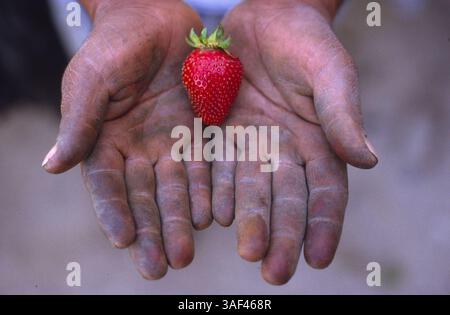 19 avril 2005 ; Orange County, CA, États-Unis ; (fichier photo date exacte inconnue) toutes les phases de la production et de la culture des fraises, des oranges, de la cueillette et du tri, travailleurs dans le comté d'Orange. Banque D'Images