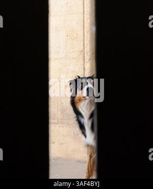 Un Berger australien noir, blanc et bronzé regarde curieusement à travers une ouverture étroite. Gros plan, portrait d'animaux, cadre extérieur Banque D'Images