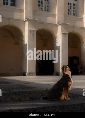 Un Berger australien noir, blanc et brun s'assoit et lève les yeux devant un bâtiment voûté. Prise de vue intégrale, portrait d'animaux de compagnie, cadre urbain Banque D'Images