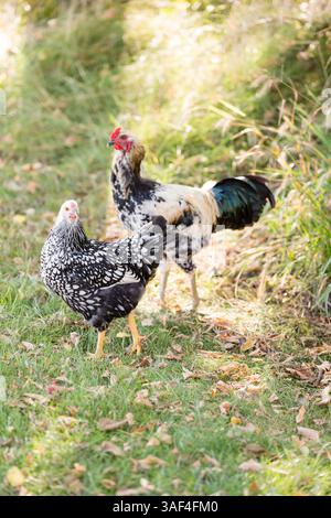 Poule et coq marchant sur l'herbe parmi les feuilles d'automne sèches Banque D'Images