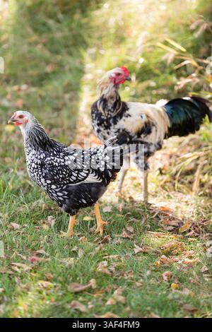 Poule mouchetée et coq debout sur l'herbe parmi les feuilles tombées. Banque D'Images