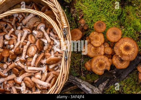 Armillaria mellea, champignon du miel, est un champignon basidiomycète comestible. Souche de champignon, souche, pipinky ou pinky dans le panier en osier dans la nature en forêt sur Banque D'Images