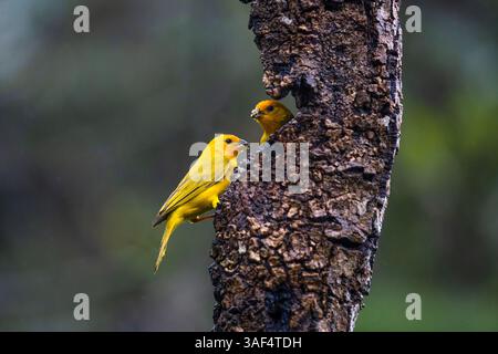 Deux pingouins de safran, Sicalis flaveola, mangeant des graines dans une mangeoire en Colombie. Banque D'Images