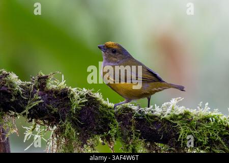Euphonia femelle à ventre orange, Euphonia xanthogaster, perchée dans la forêt tropicale de Choco en Colombie. Banque D'Images