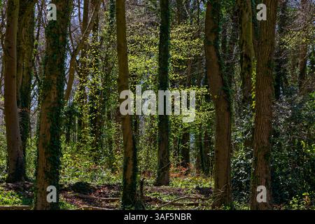 Lumière du soleil sur un jeune arbre avec de nouvelles feuilles entourées d'arbres matures dans un bois de hêtre Banque D'Images